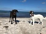 Strandoase - Top-Hundeurlaub