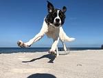 Strandoase - Top-Hundeurlaub