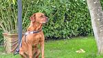 Ambiente / Nahaufnahme - Ferienhaus für 5 Personen (79 m²) in Kortgene - Top-Hundeurlaub