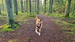 Untagged - Ferienhaus für 7 Personen (120 m²) in Ålbæk - Top-Hundeurlaub