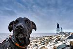 Landschaft - Appartement  Achtern Diek 2-30 - Top-Hundeurlaub