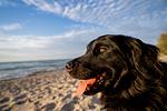 Hotel & Restaurant Nordkap - Top-Hundeurlaub