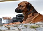 Hotel & Restaurant Nordkap - Top-Hundeurlaub