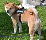 Hotel & Restaurant Nordkap - Top-Hundeurlaub