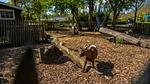AreaSummer1KM - Ferienhaus für 5 Personen (61 m²) in Velsen-Zuid - Top-Hundeurlaub