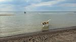 WaterView - Ferienhaus für 11 Personen (150 m²) in Løkken - Top-Hundeurlaub