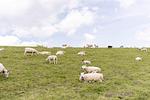 Landschaft - Meerblick (50.4.N) - Top-Hundeurlaub