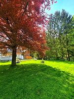 Villa Familienglück im Harz - Top-Hundeurlaub