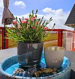 Fischerliesel 39 - Top-Hundeurlaub