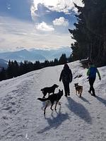 Prünsterhof in Schenna bei Meran - Top-Hundeurlaub