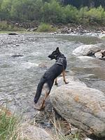 Prünsterhof in Schenna bei Meran - Top-Hundeurlaub