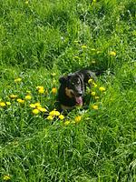 Prünsterhof in Schenna bei Meran - Top-Hundeurlaub