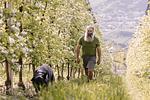 Prünsterhof in Schenna bei Meran - Top-Hundeurlaub