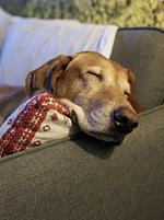 Ferienhaus BB2 - Top-Hundeurlaub