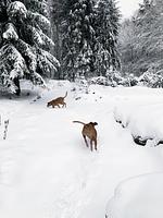 Ferienhaus BB2 - Top-Hundeurlaub