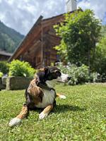 Romantikhütte Mölltaler Gletscher - Top-Hundeurlaub