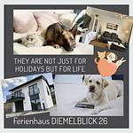 Diemelblick 26 im Sauerland - Top-Hundeurlaub