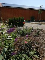 Der Mühlenhof Mähring - Top-Hundeurlaub