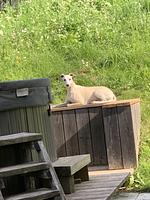 Kreischberg Lodge - viel Raum für gemeinsame Zeit - Top-Hundeurlaub