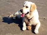 C-01 Heimathafen - Top-Hundeurlaub