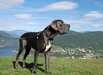 Hotel Serpiano am Luganer See - Top-Hundeurlaub