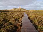 Bohlenweg durch die Dünenlandschaft auf Amrum - Ferienwohnung *Therese 8* - Top-Hundeurlaub