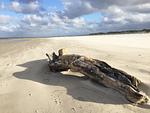 Strandgut auf Amrum - Ferienwohnung *Fenja* - Top-Hundeurlaub