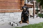 Feriendorf Holzleb´n - Top-Angebot - Top-Hundeurlaub