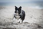 Luxus & Strandnah - Ferienapartment mit Balkon & Sauna in Timmendorfer Strand - Luxusapartment mit Sauna 2.03 - Top-Hundeurlaub