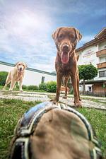 Wellness auf 4 Pfoten - Top-Hundeurlaub