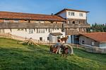 Hunderesort Waldeck - Top-Hundeurlaub