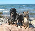 Feriendomizil Habetha Fewo "Ost" - Top-Hundeurlaub