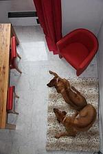 Hundeferien DIREKT am Wasser des Lago Maggiore in toller Loft
 - Top-Hundeurlaub