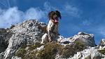 Erlebnis-Hotel in Kärnten - Top-Hundeurlaub