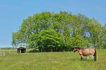 Landschaft - FeWo06: Balkon, OG + DG - Top-Hundeurlaub