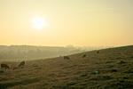 Landschaft - FeWo 30: Balkon - Top-Hundeurlaub
