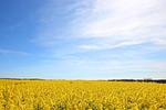 Landschaft - FeWo03:Sauna,Schwimmbad - Top-Hundeurlaub
