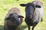 Landschaft - FeWo  25: Gartennutzung - Top-Hundeurlaub