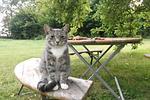 Gartenblick - FeWo: Terrasse, Gartennutzung - Top-Hundeurlaub