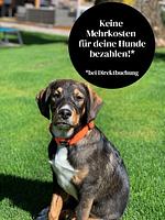 Alpenhotel Tyrol - Top-Hundeurlaub