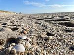 Strand - Seestern - Top-Hundeurlaub