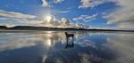 Waddendiamant 24 - Top-Hundeurlaub