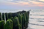 Strand - Sylter Residenz - Top-Hundeurlaub