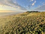 Strand - Sylter Rose - Top-Hundeurlaub