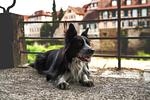 Ferienwohnung Am Stadtpark - Top-Hundeurlaub