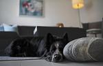 Ferienwohnung Am Stadtpark - Top-Hundeurlaub