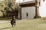 Ferienhaus TierbachLodge - Top-Hundeurlaub