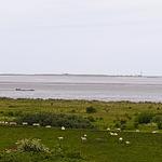 Meerblick - 50.5.N Nordkoje - Top-Hundeurlaub