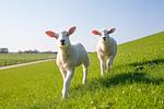 Landschaft - 50.4.M Ankerplatz - Top-Hundeurlaub