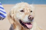 Strand - Seestern - Top-Hundeurlaub